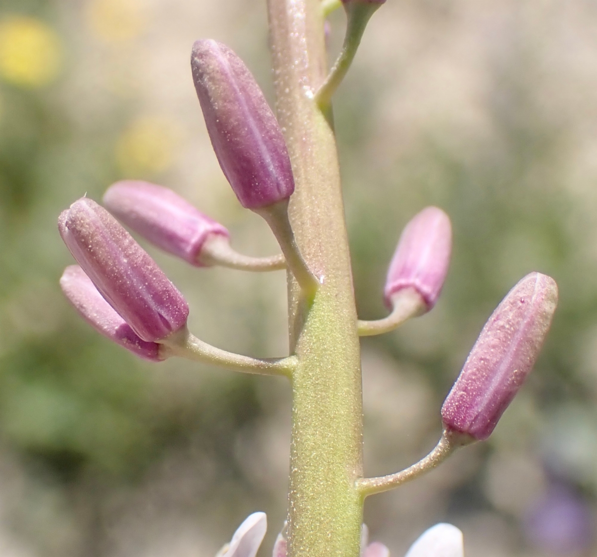 Caulanthus anceps