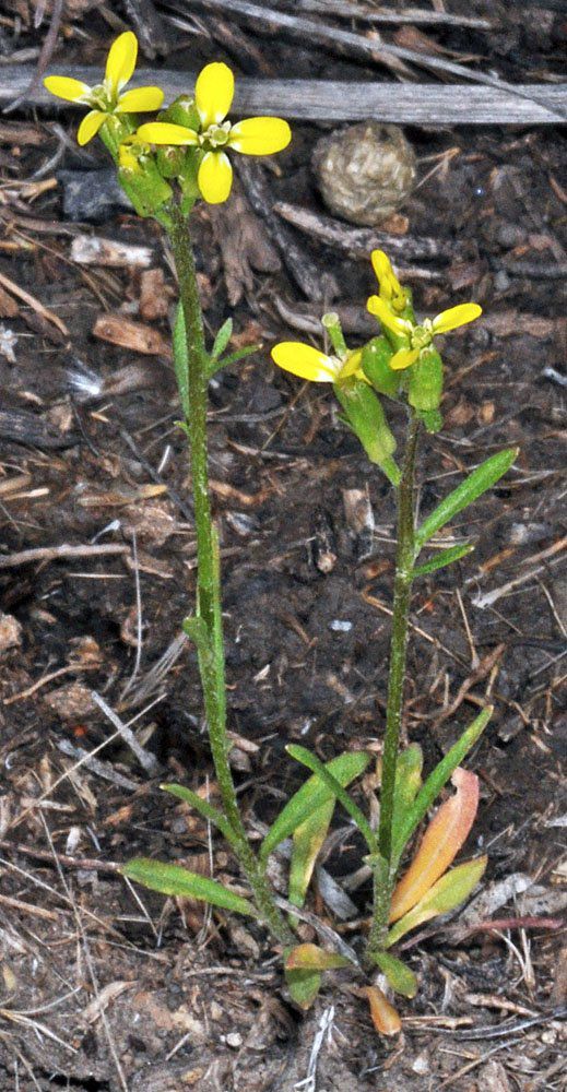 Erysimum repandum