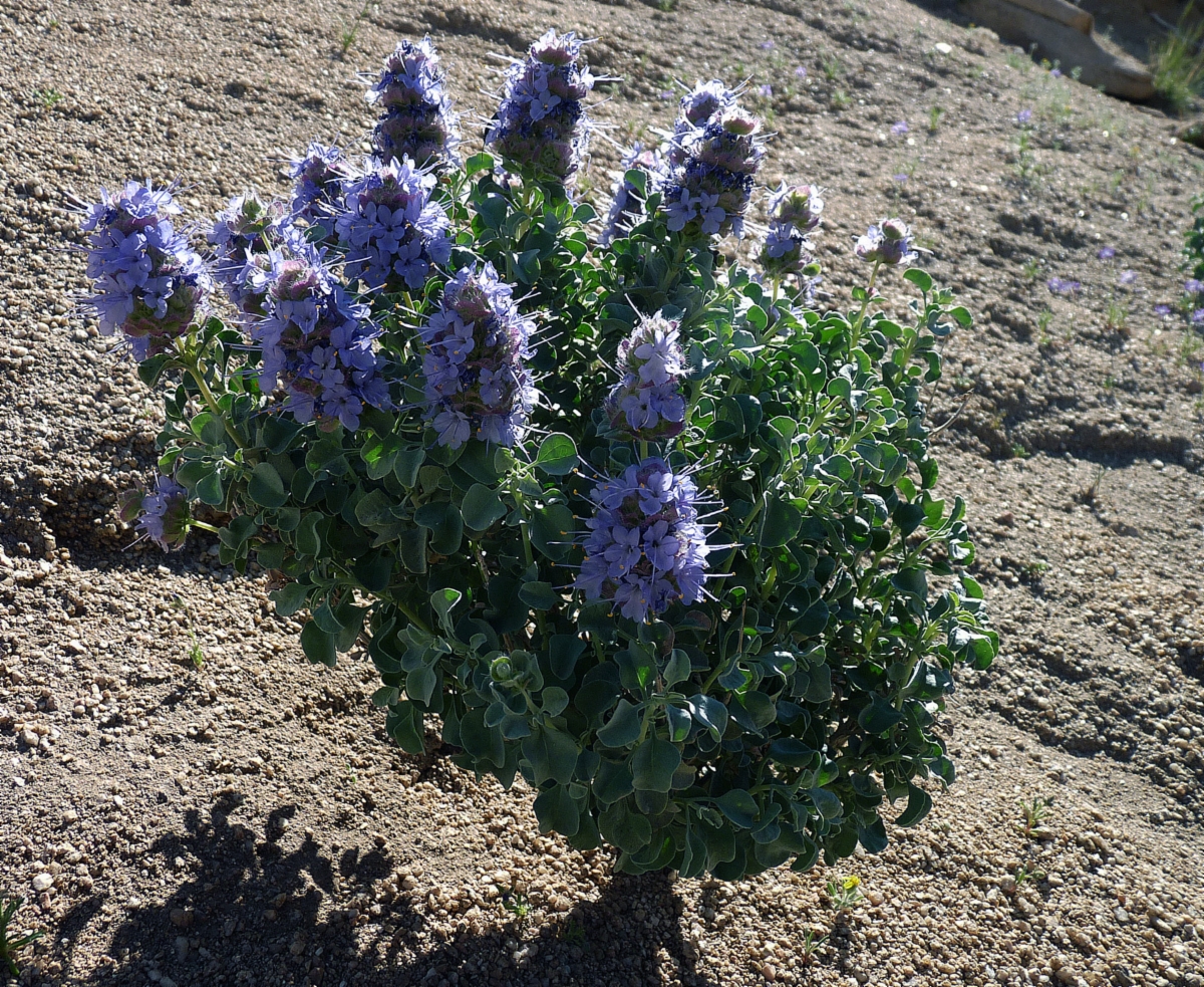 Salvia dorrii var. pilosa