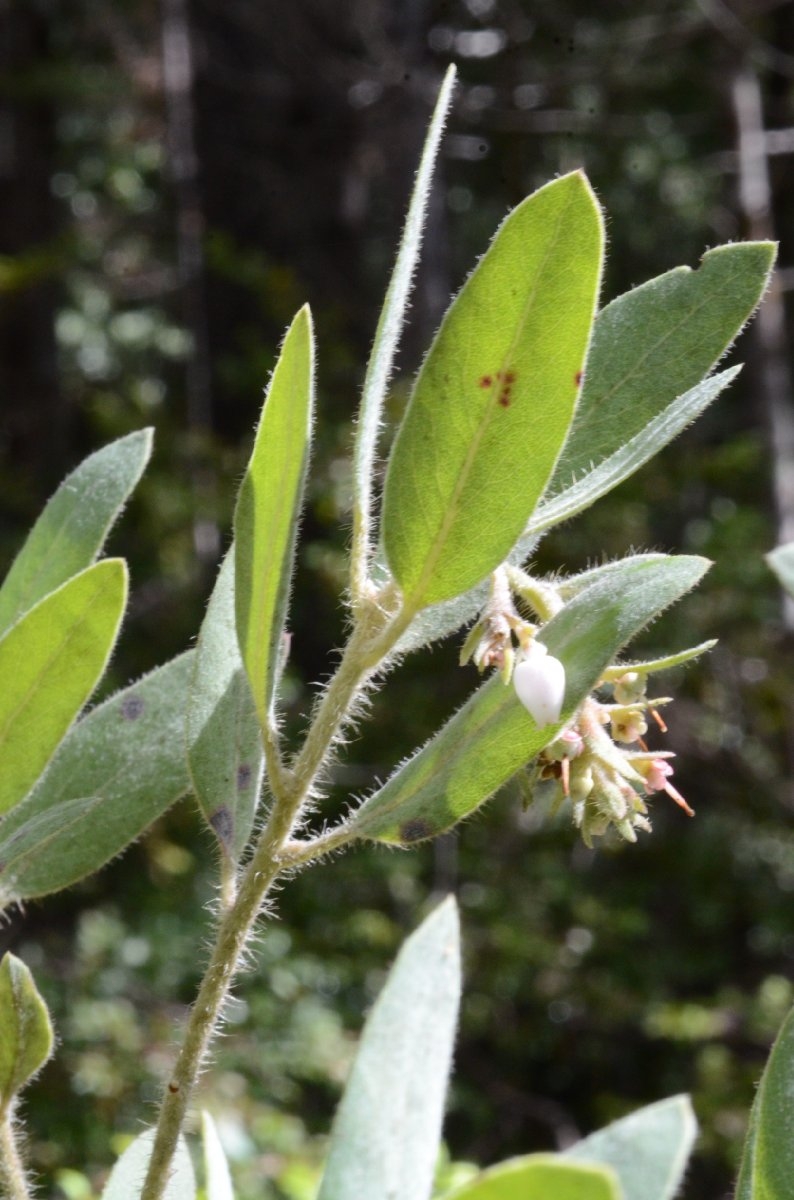 Arctostaphylos nortensis