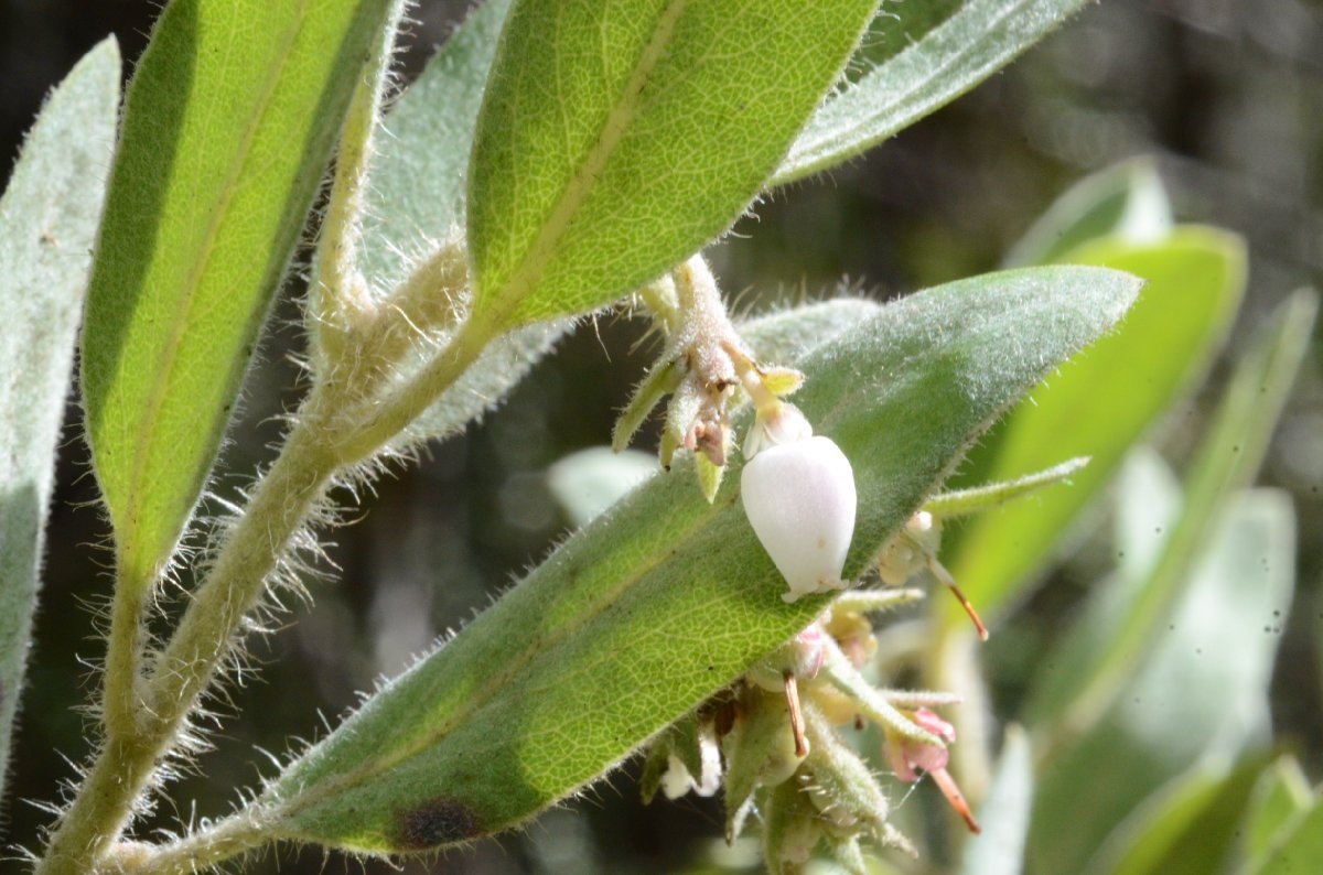 Arctostaphylos nortensis