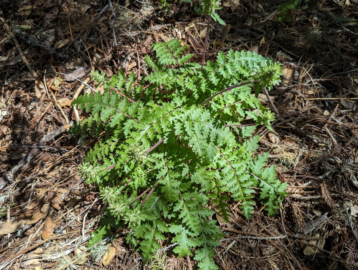 Pedicularis dudleyi