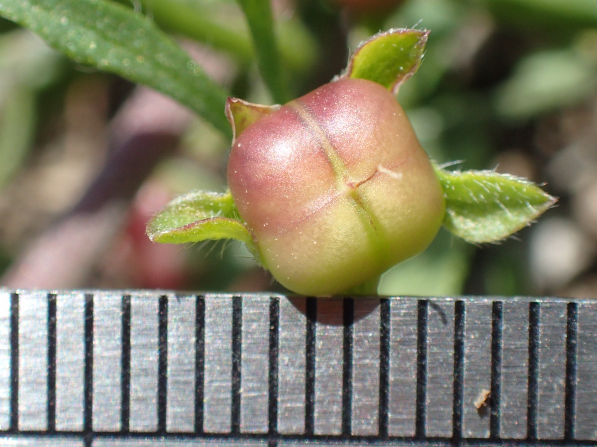 Convolvulus simulans