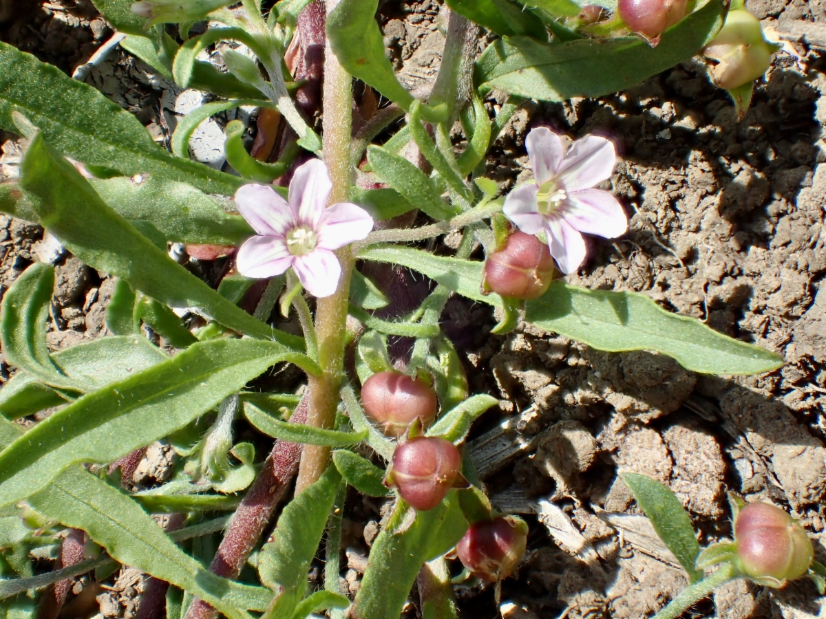 Convolvulus simulans