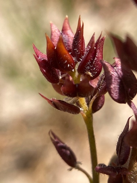 Lepidium acutidens