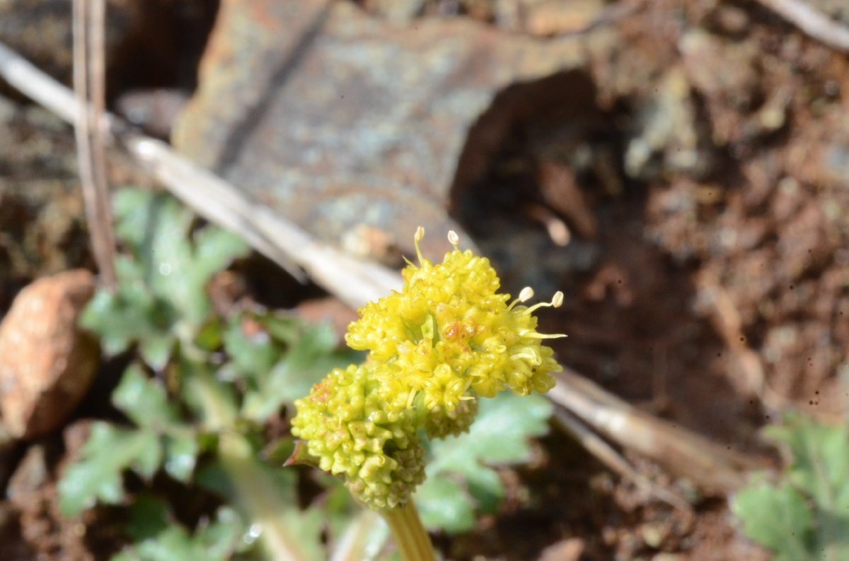 Sanicula peckiana