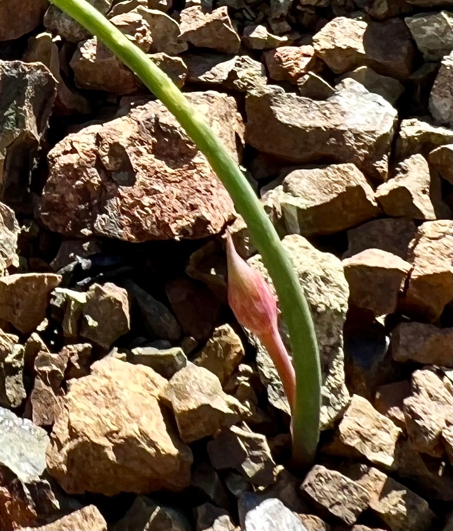 Allium sharsmithiae