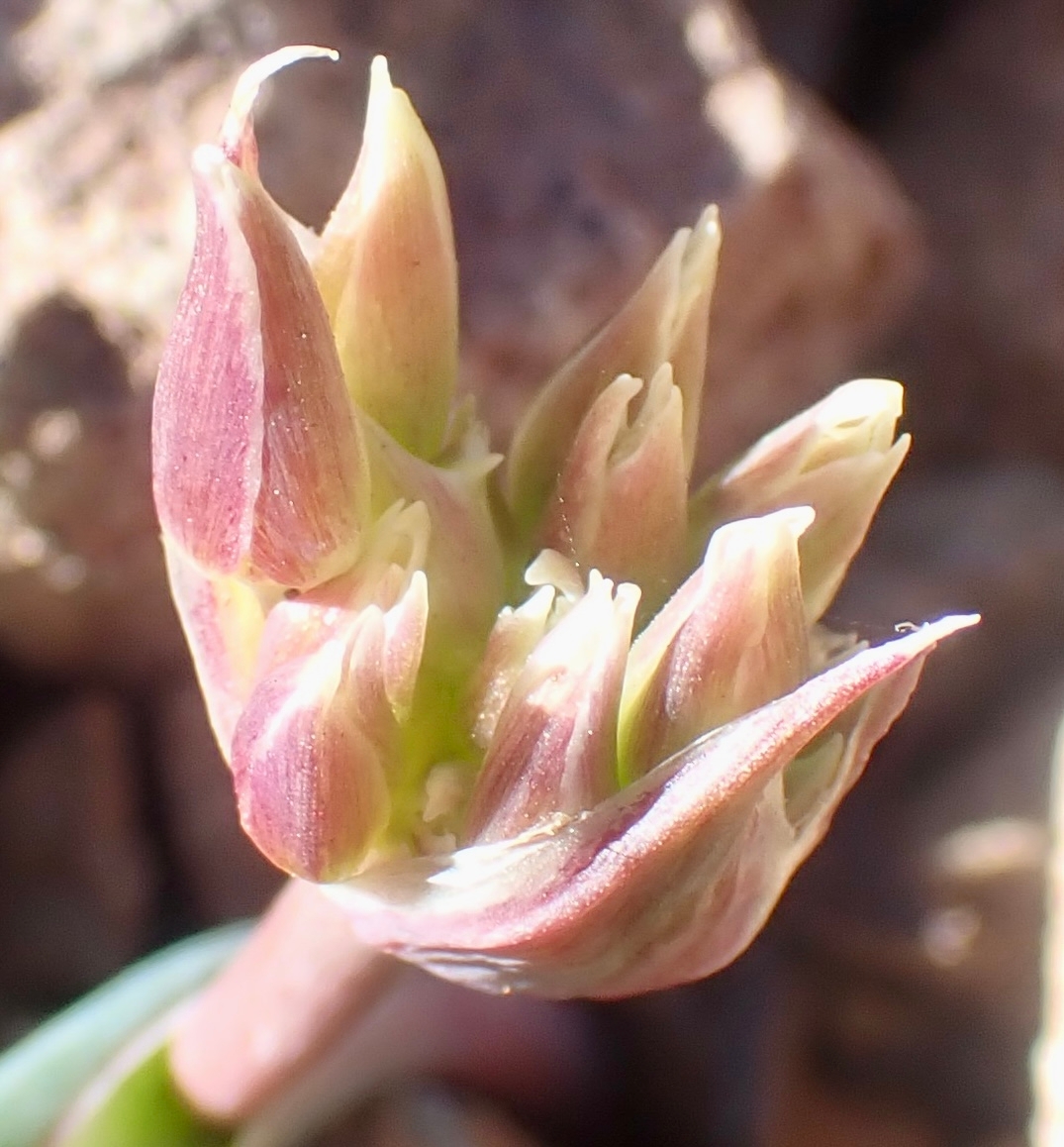 Allium sharsmithiae