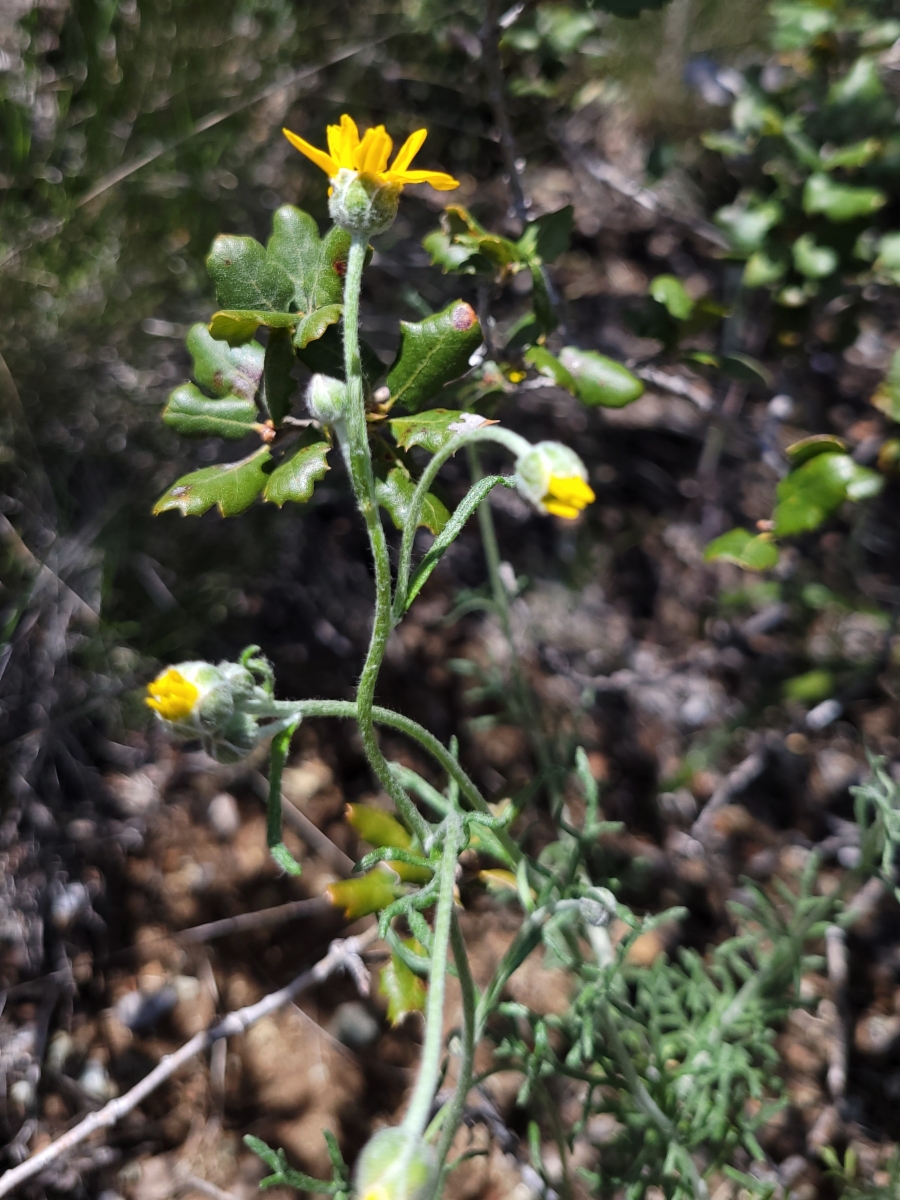 Eriophyllum jepsonii