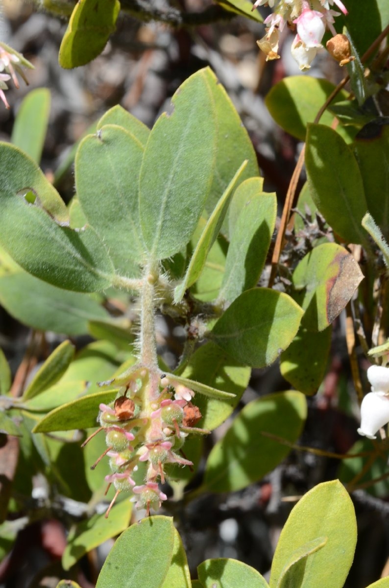 Arctostaphylos nortensis