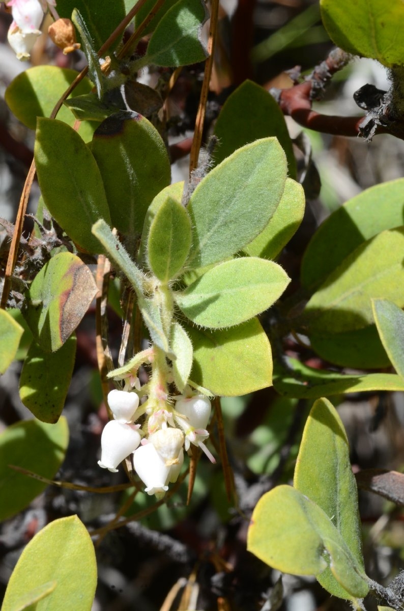 Arctostaphylos nortensis