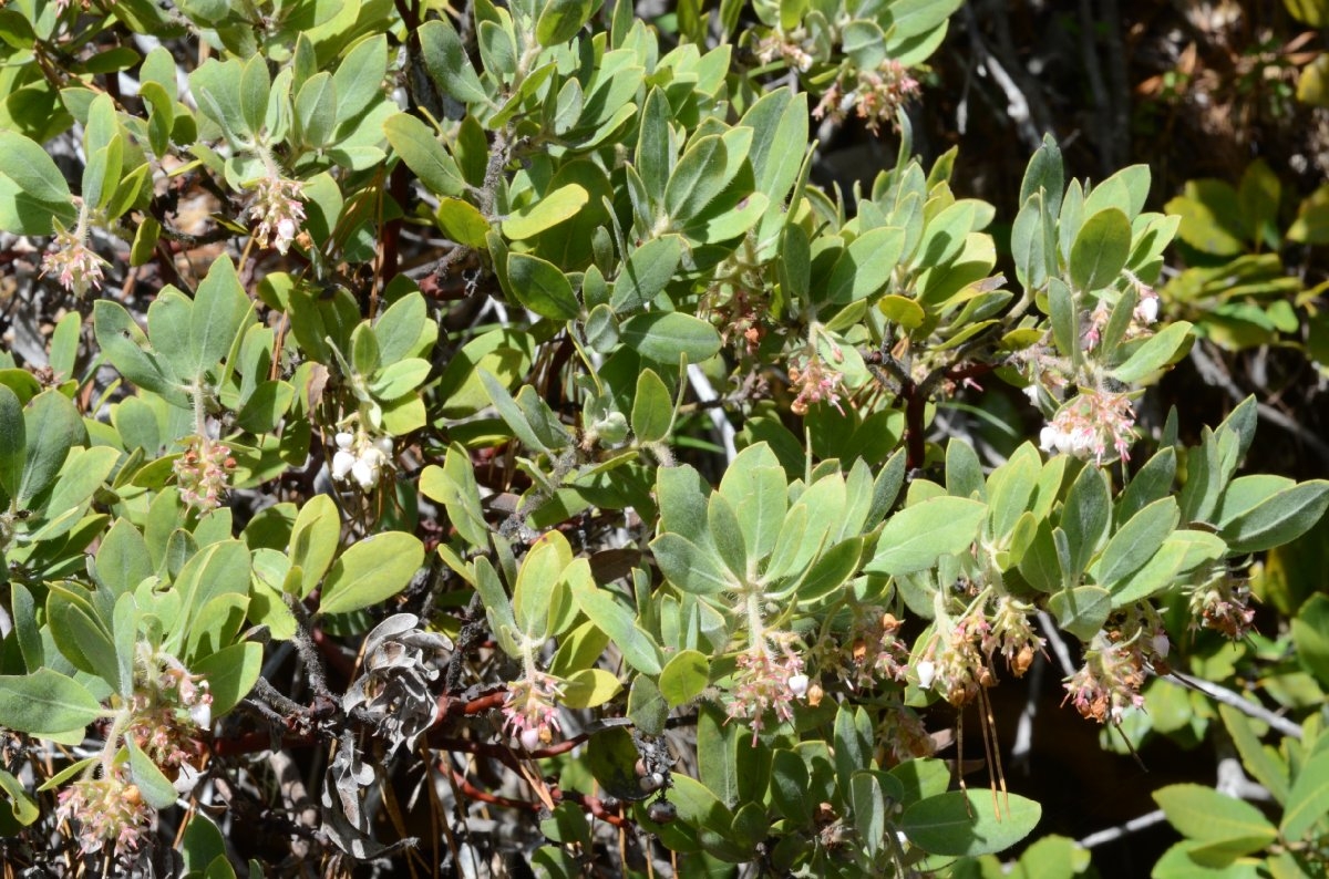 Arctostaphylos nortensis