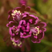 Castilleja ambigua ssp. humboldtiensis