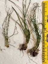 Isoetes orcuttii