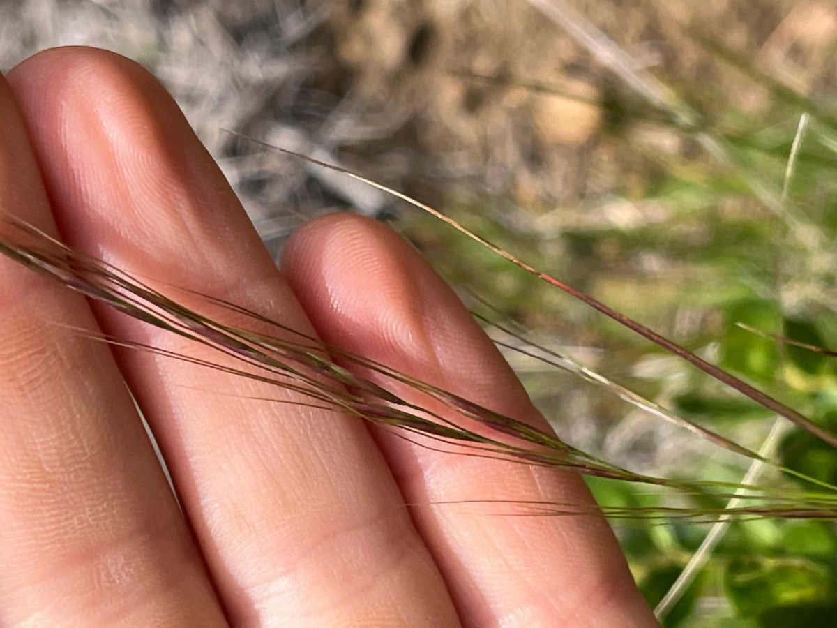 Stipa lepida