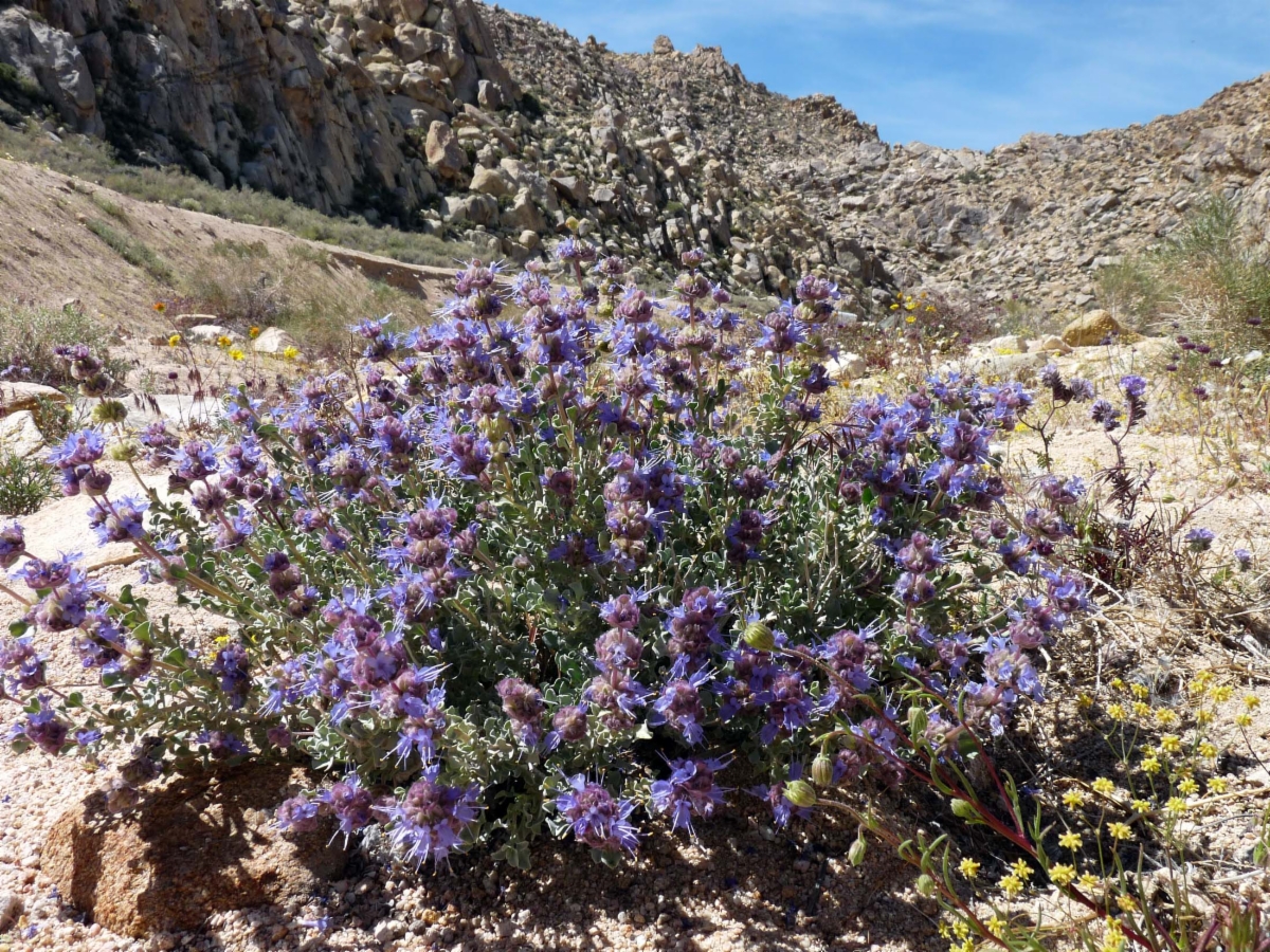 Salvia dorrii