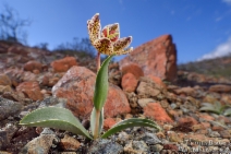 Fritillaria purdyi