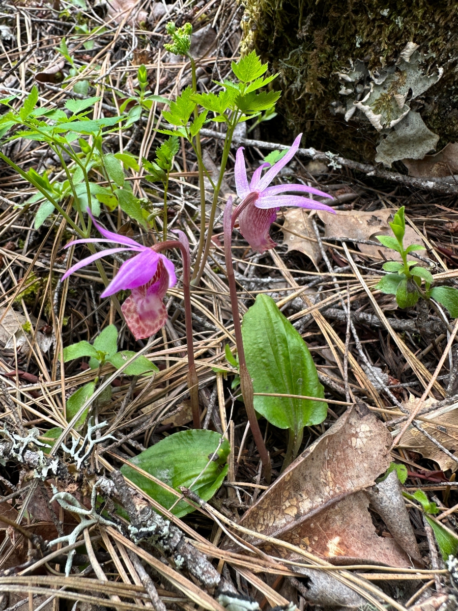 Calypso bulbosa var. occidentalis