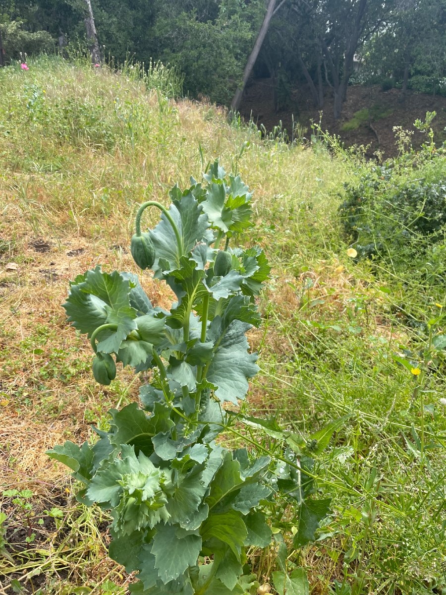 Papaver somniferum