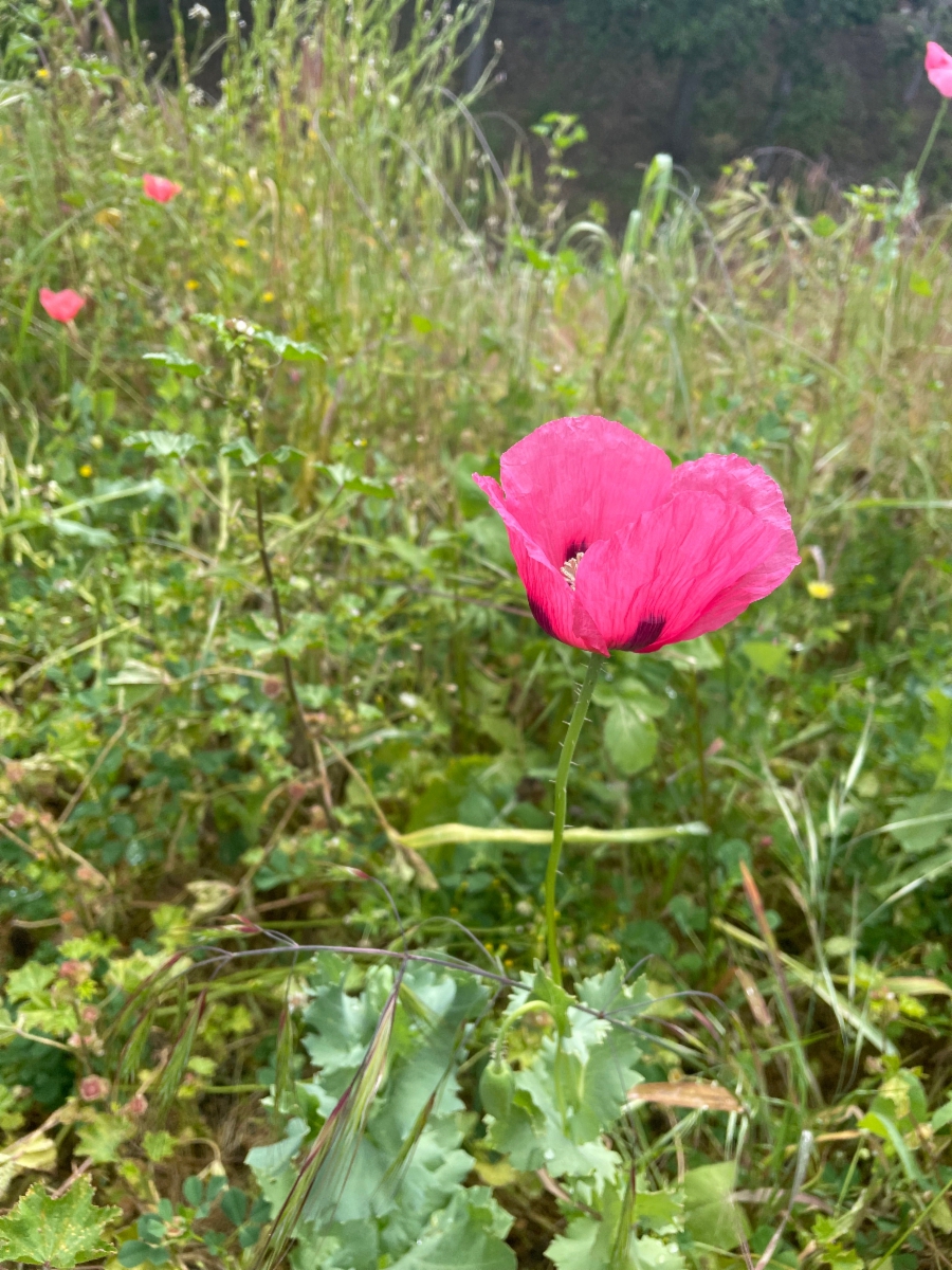 Papaver somniferum