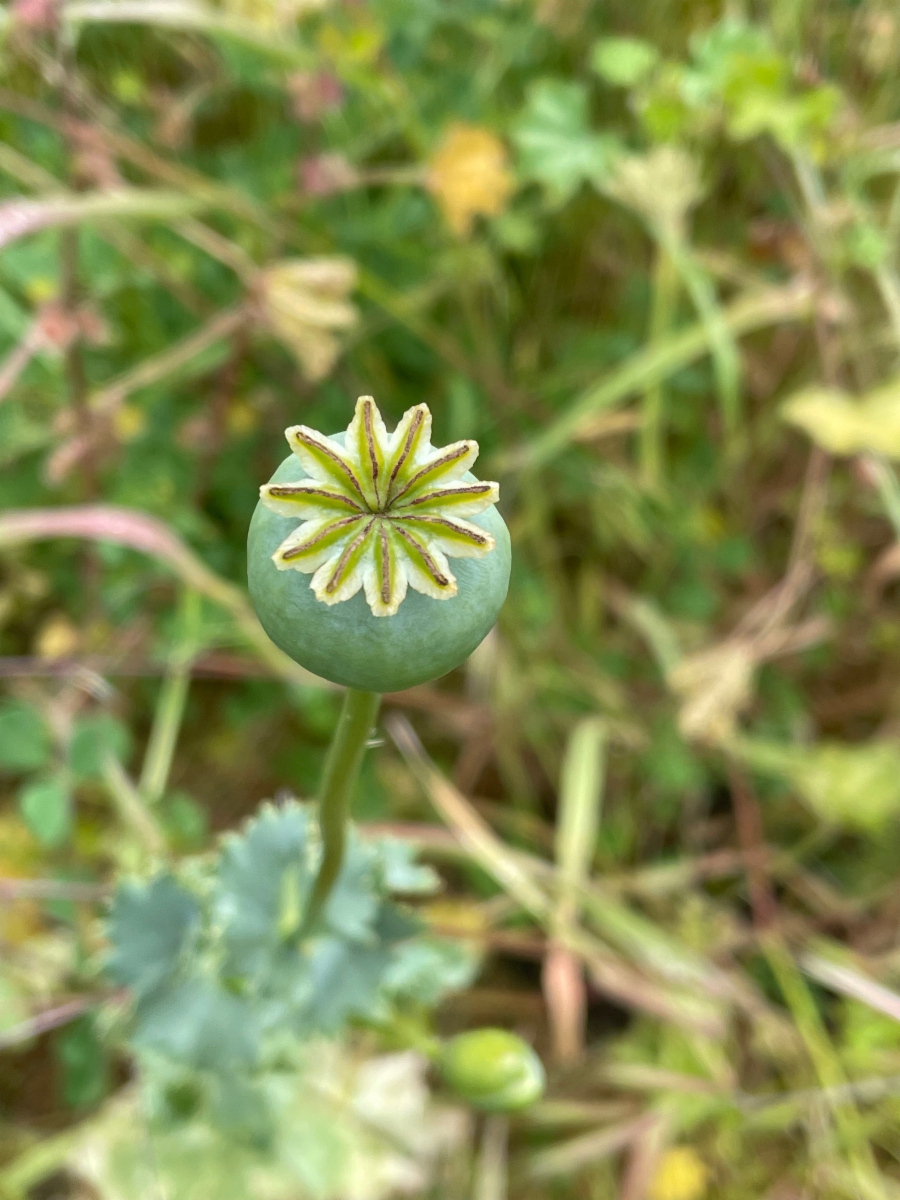 Papaver somniferum