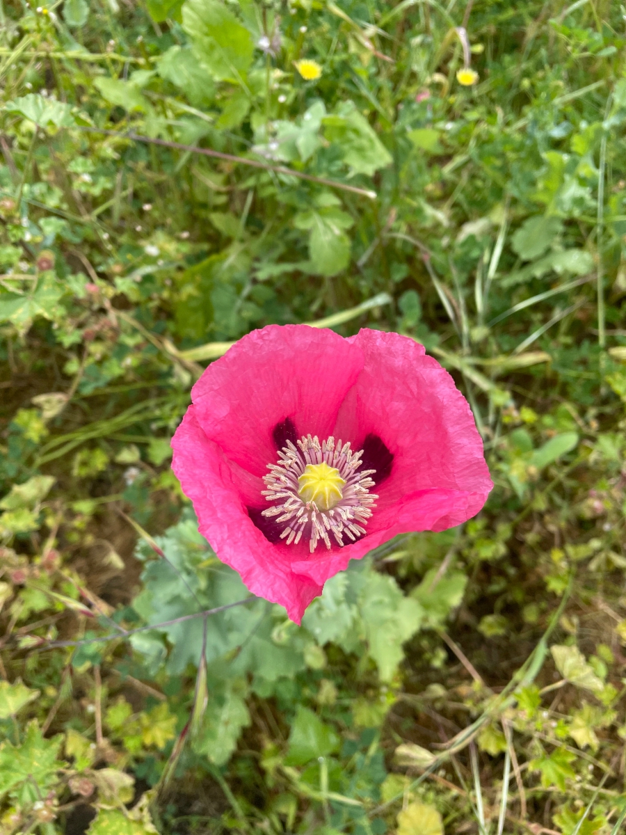 Papaver somniferum