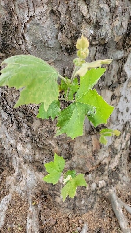 Platanus occidentalis