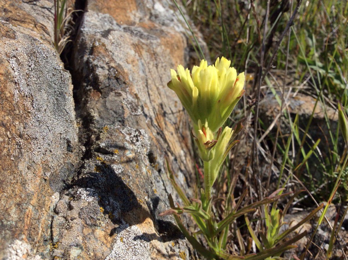 Castilleja affinis ssp. neglecta