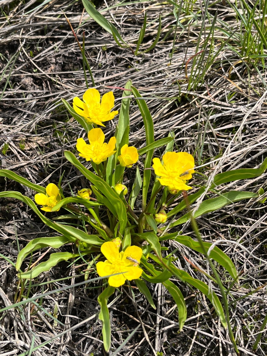 Ranunculus alismifolius var. alismellus