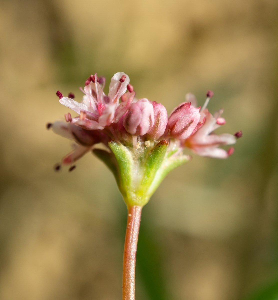 Eriogonum argillosum