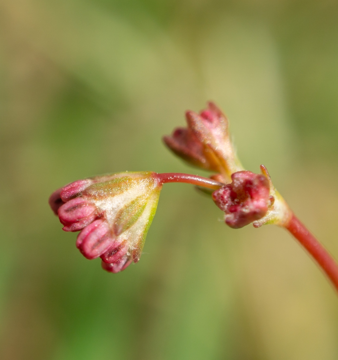 Eriogonum argillosum