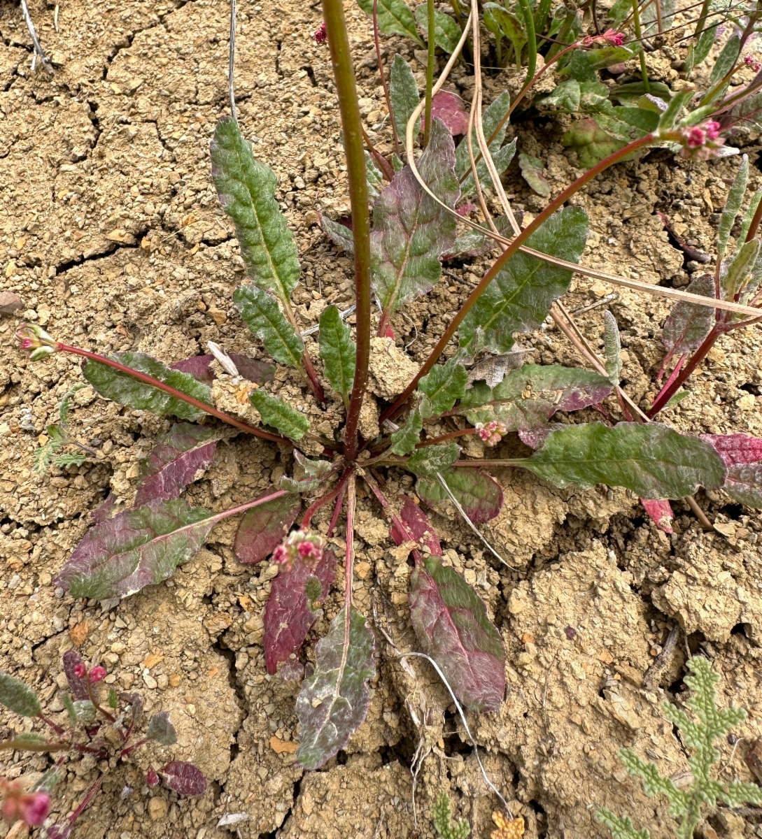 Eriogonum argillosum