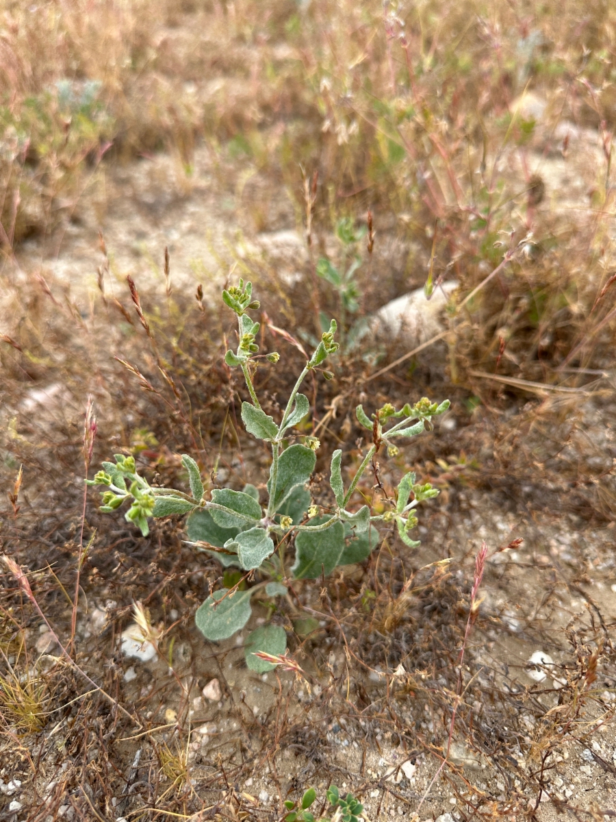 Eriogonum viridescens