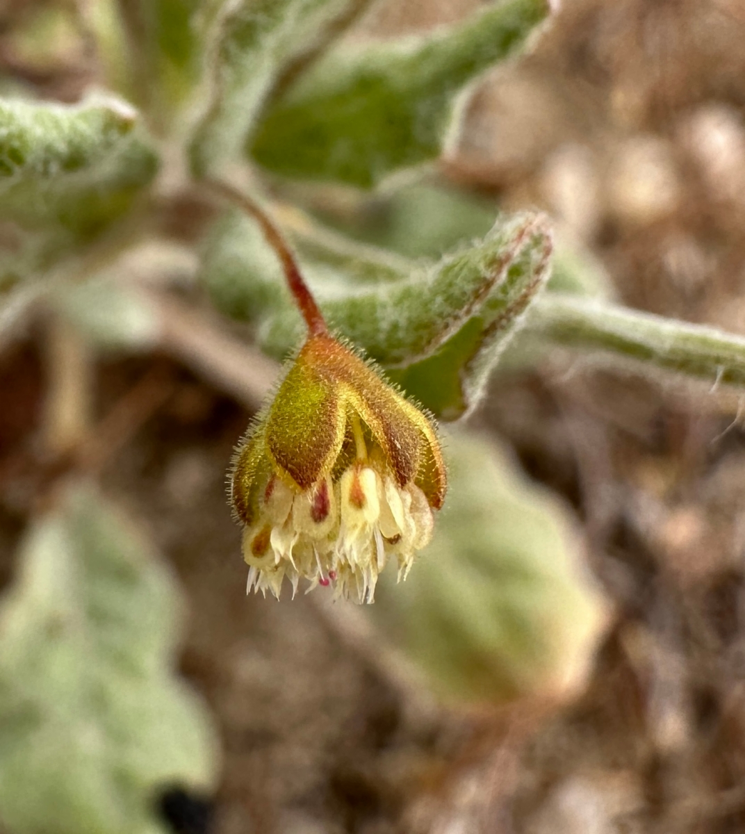 Eriogonum viridescens