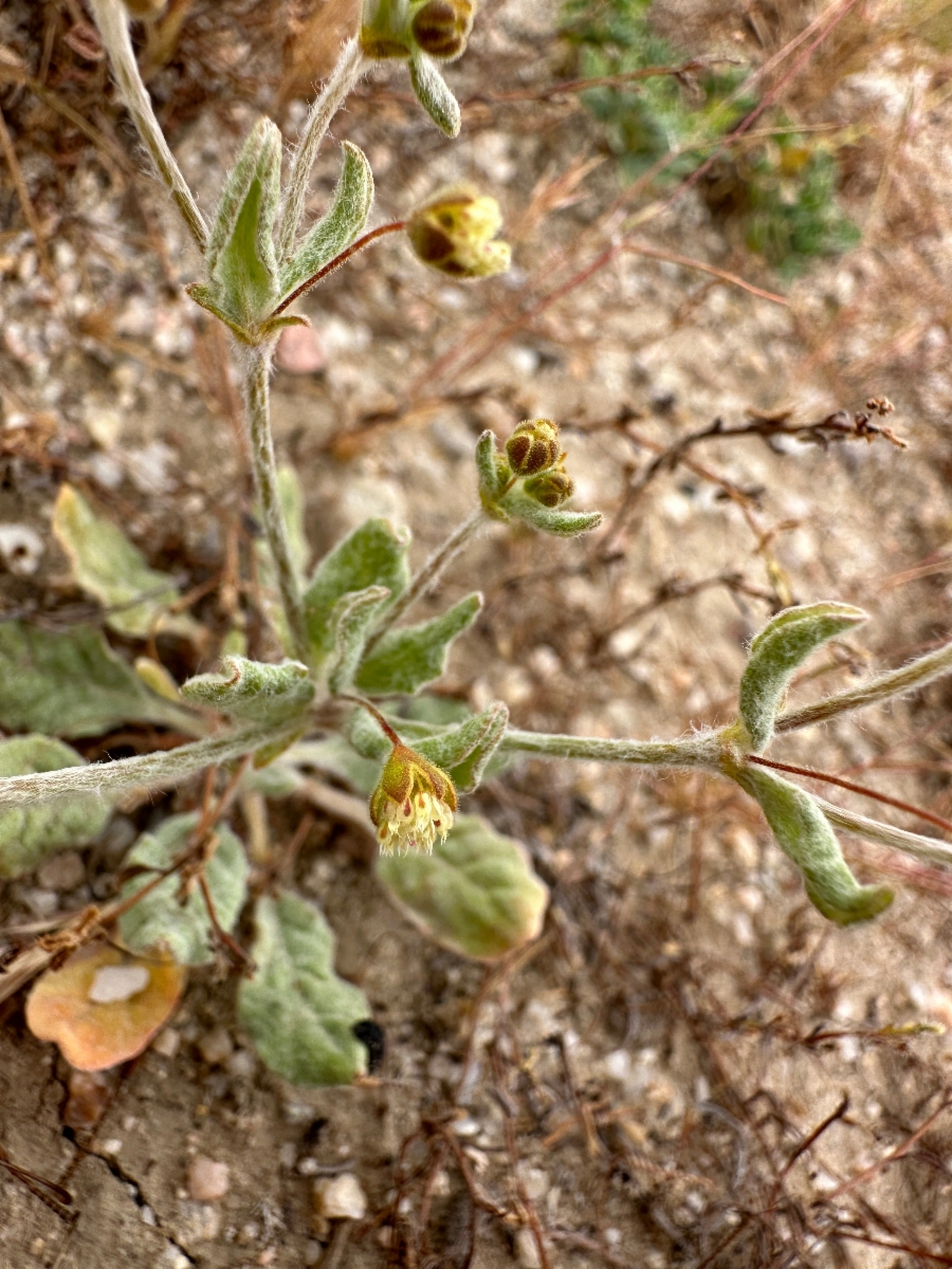 Eriogonum viridescens