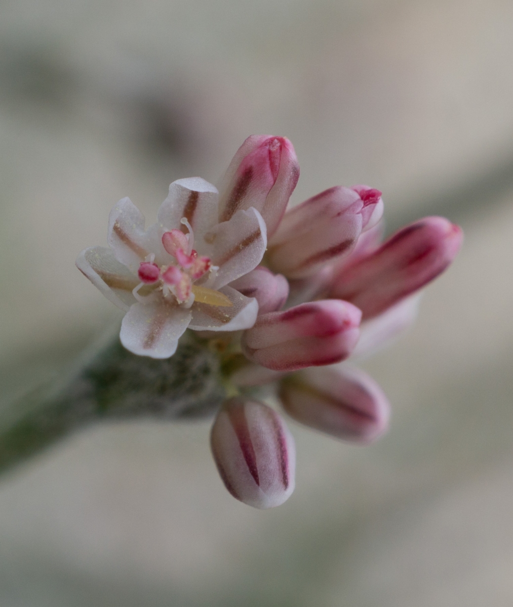 Eriogonum temblorense