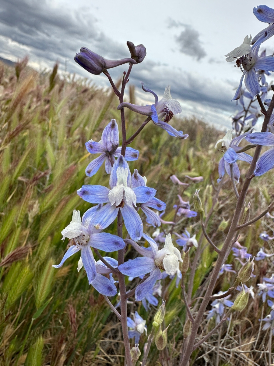 Delphinium recurvatum