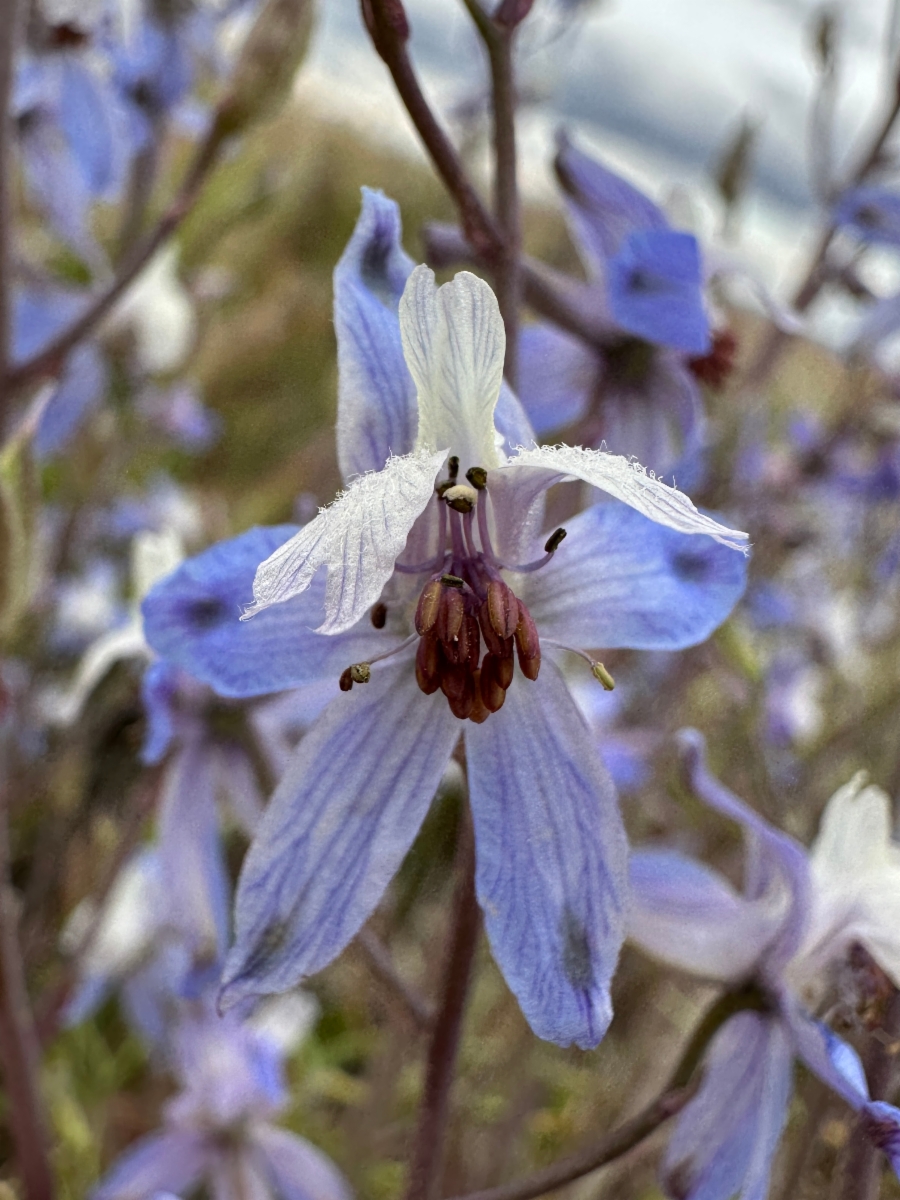 Delphinium recurvatum