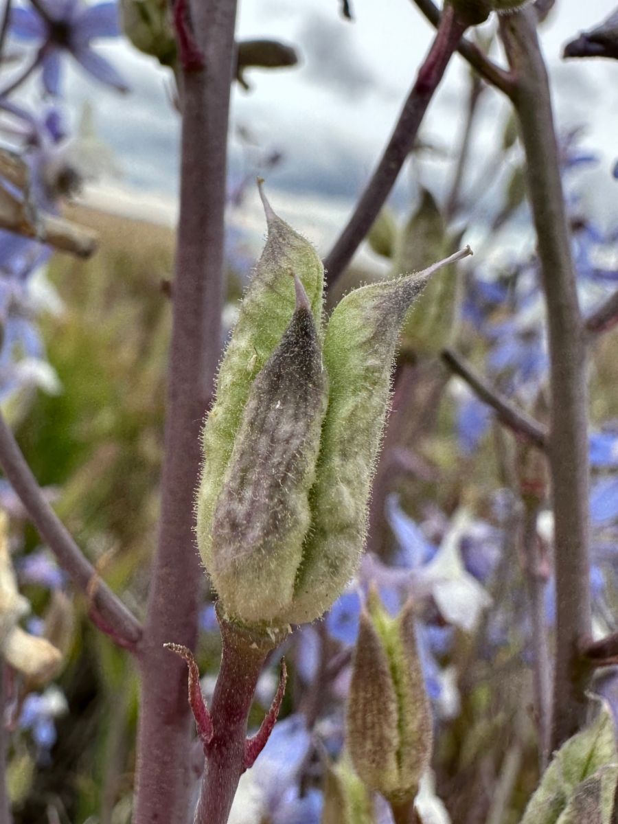 Delphinium recurvatum