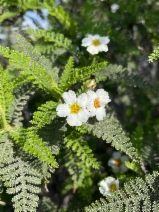 Chamaebatia australis