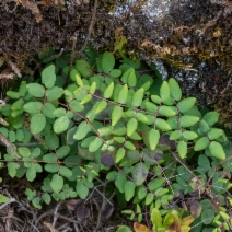 Pellaea andromedaefolia