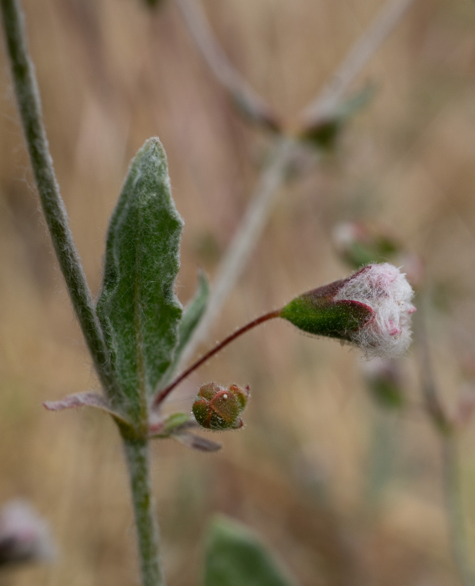 Eriogonum gossypinum