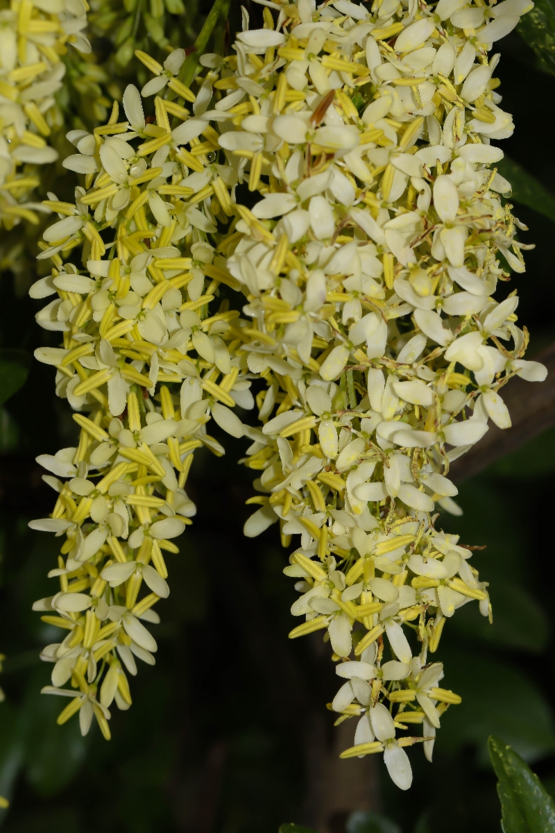 Fraxinus dipetala