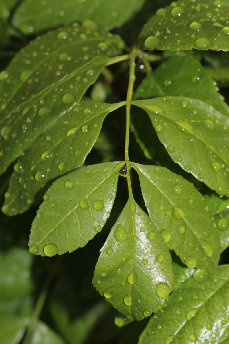 Fraxinus dipetala