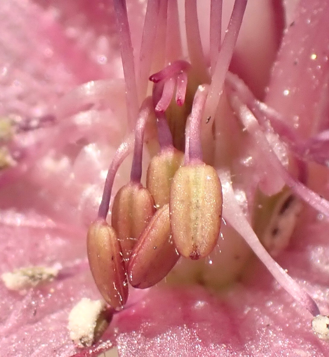 Delphinium purpusii