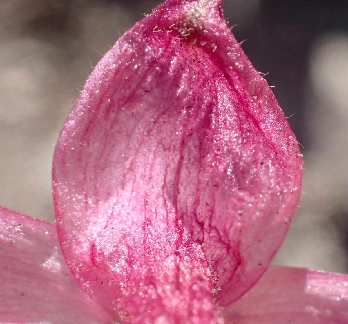 Delphinium purpusii