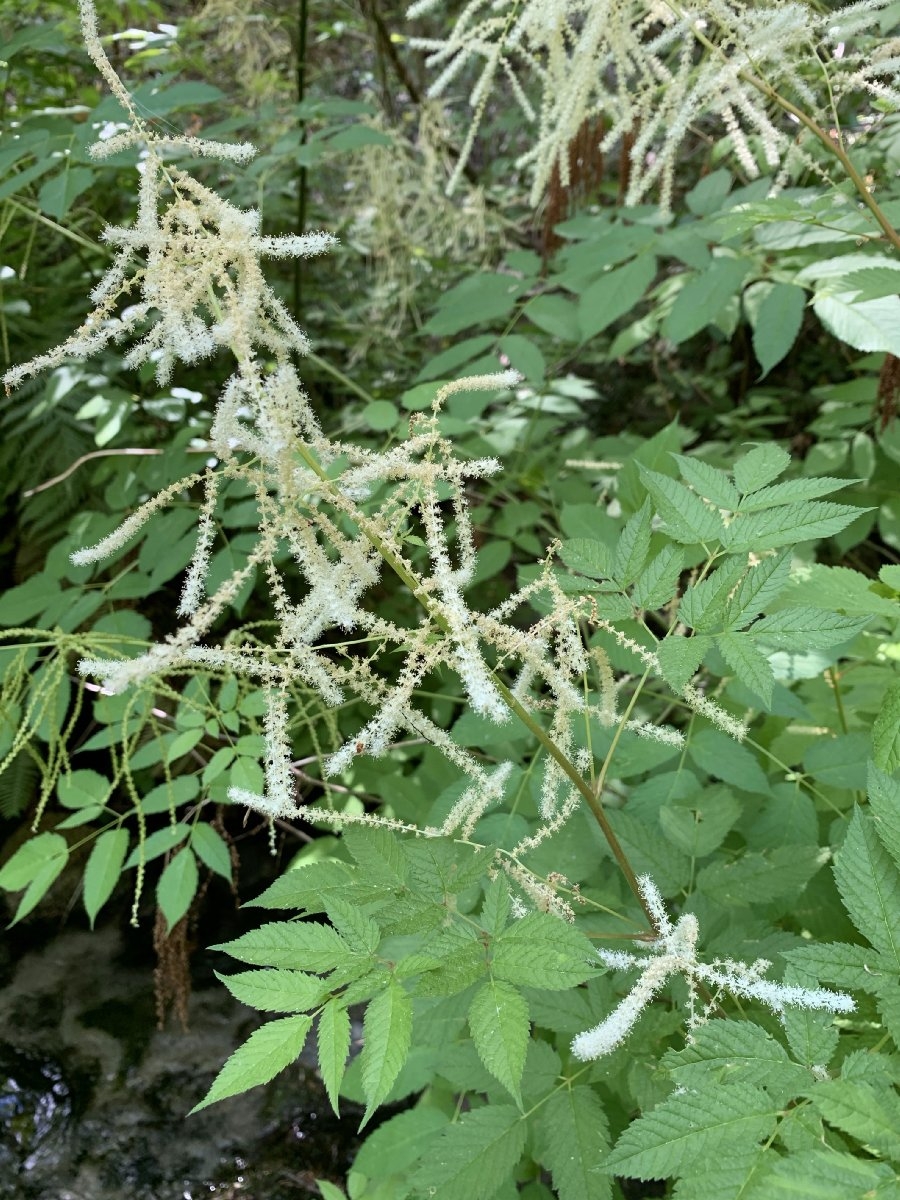 Aruncus dioicus var. acuminatus