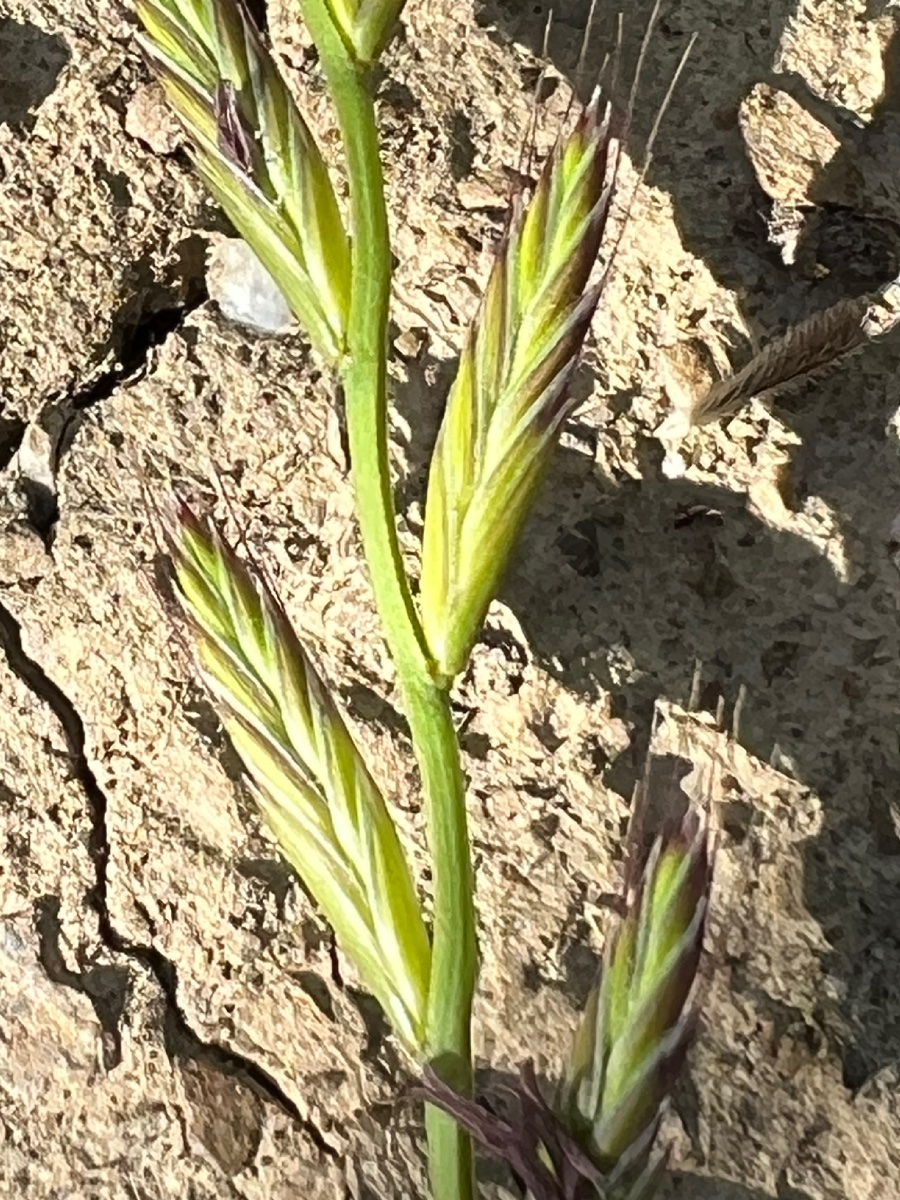 Festuca perennis