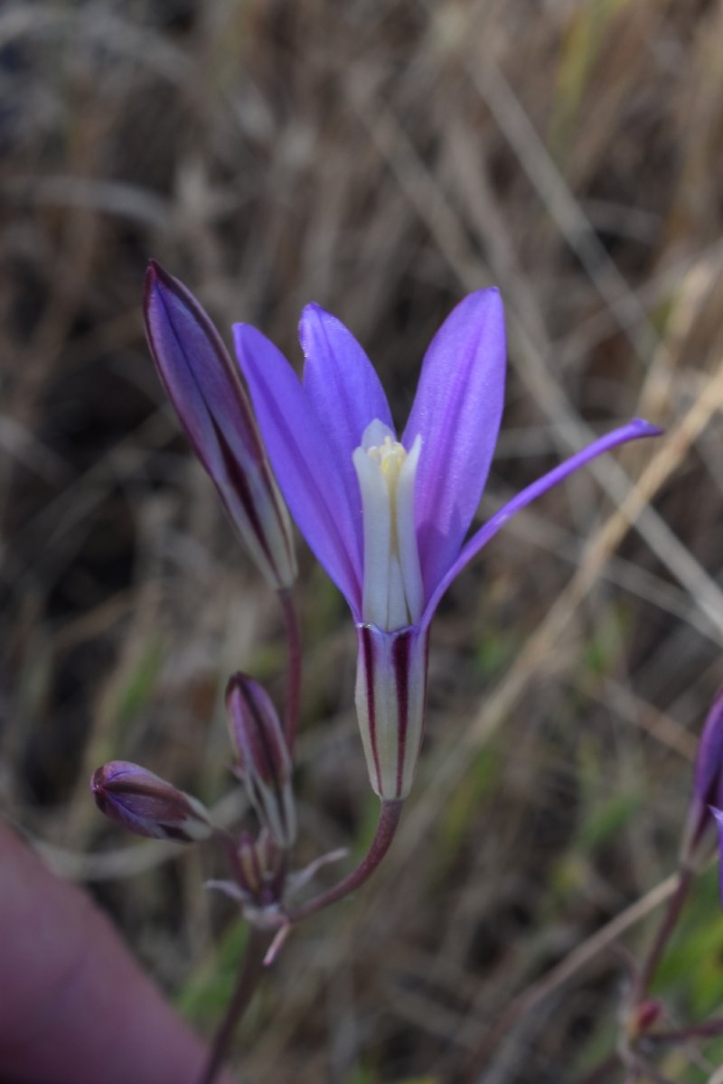 Brodiaea coronaria