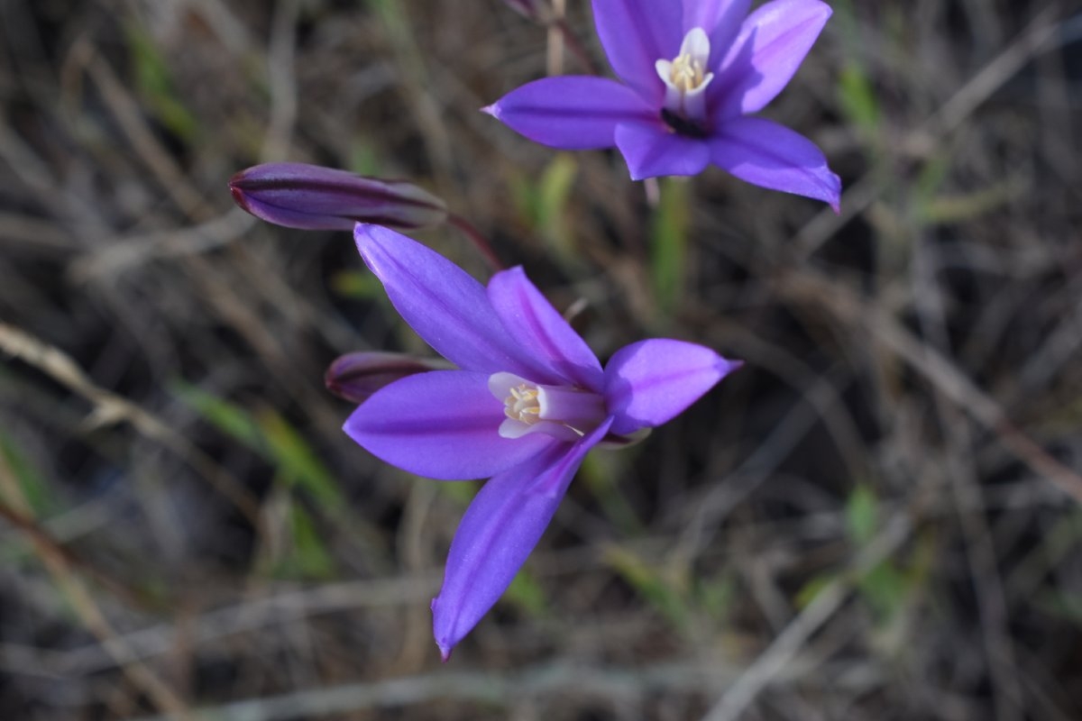 Brodiaea coronaria